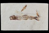 Cretaceous Fossil Fish (Charitosomus) - Lebanon #70295-1